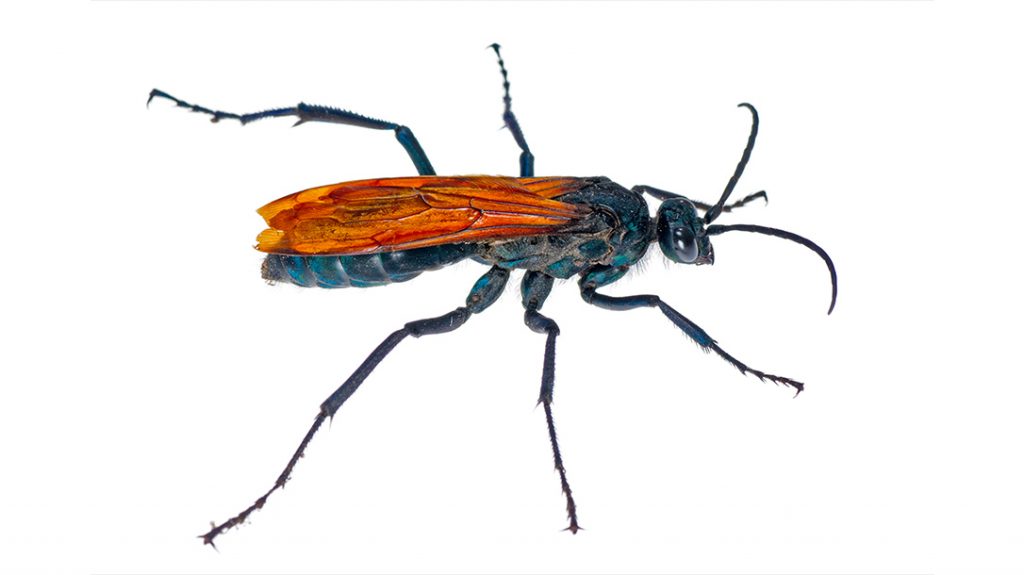 Stinging insects, Tarantula Hawk