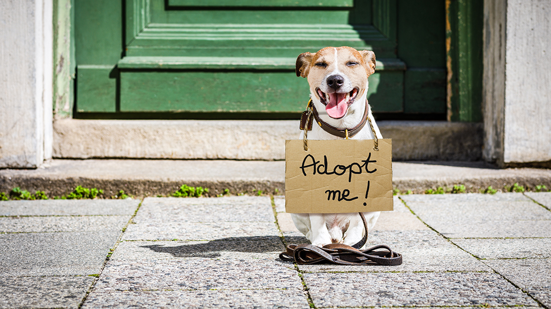 Are shelter dogs mans best friend? You betcha!