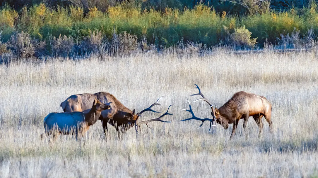 There is niothing quite like seeing mighty elk deep in the rut.