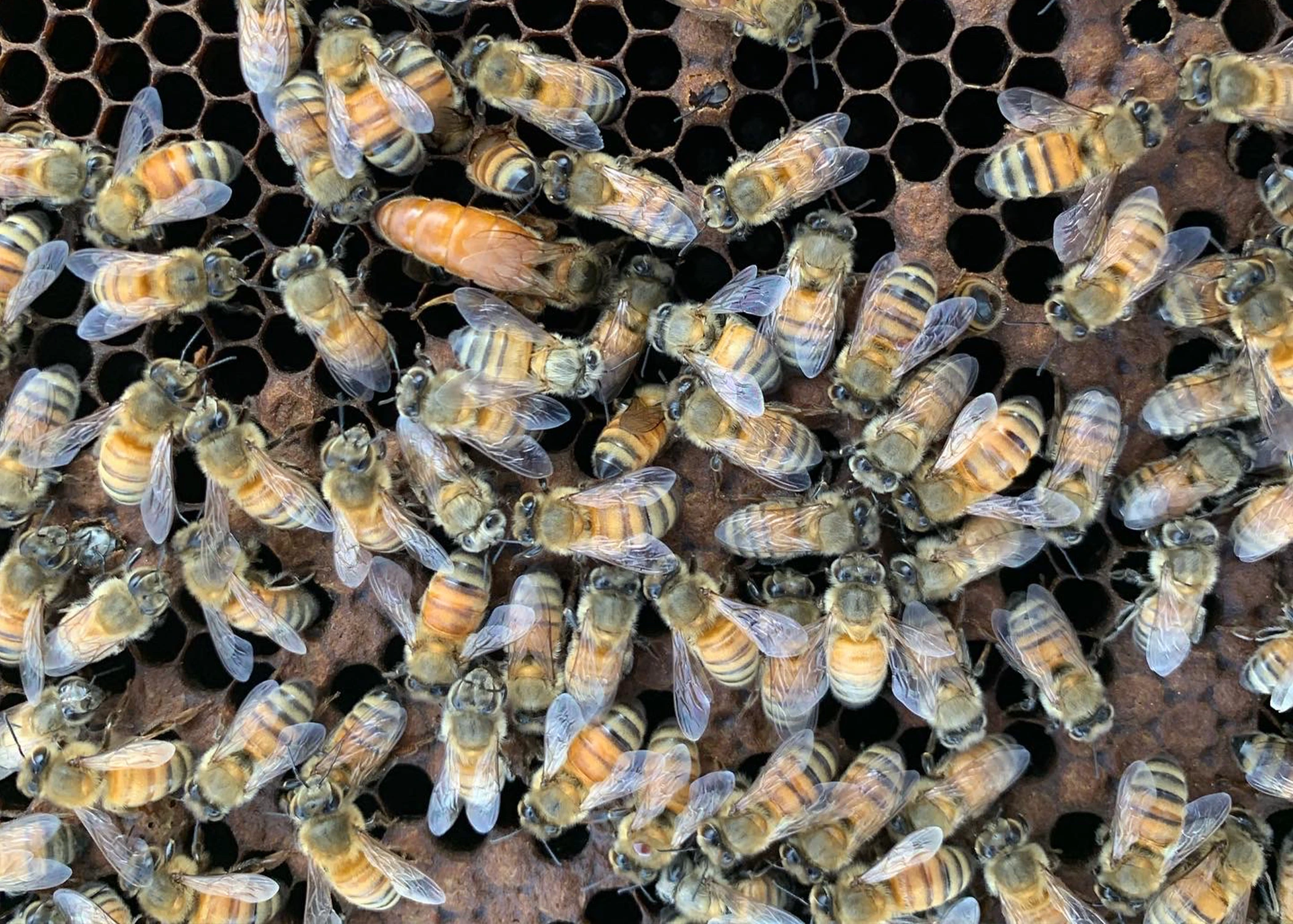 Bees are actively working the hive.