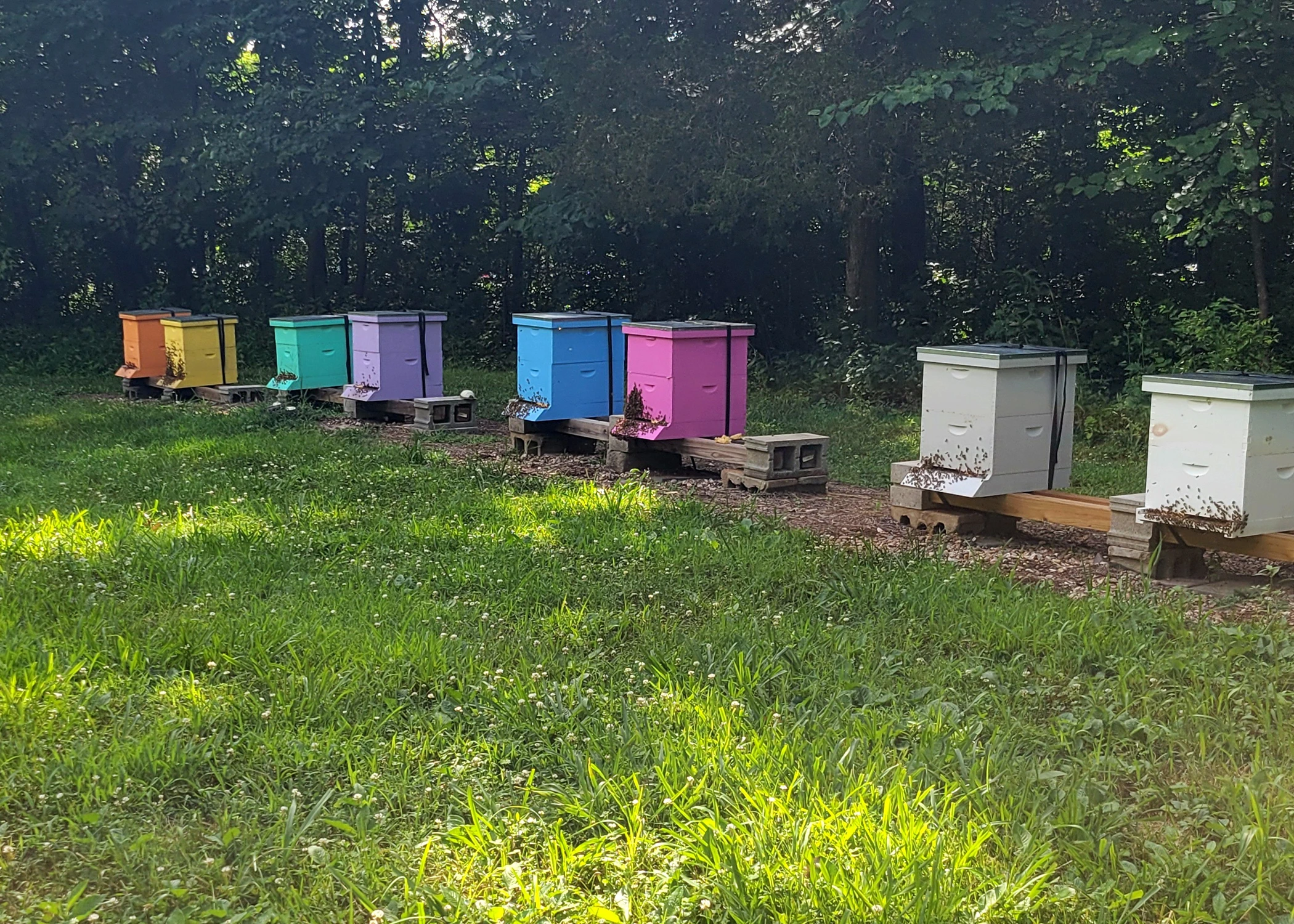 A basic beekeeping setup.