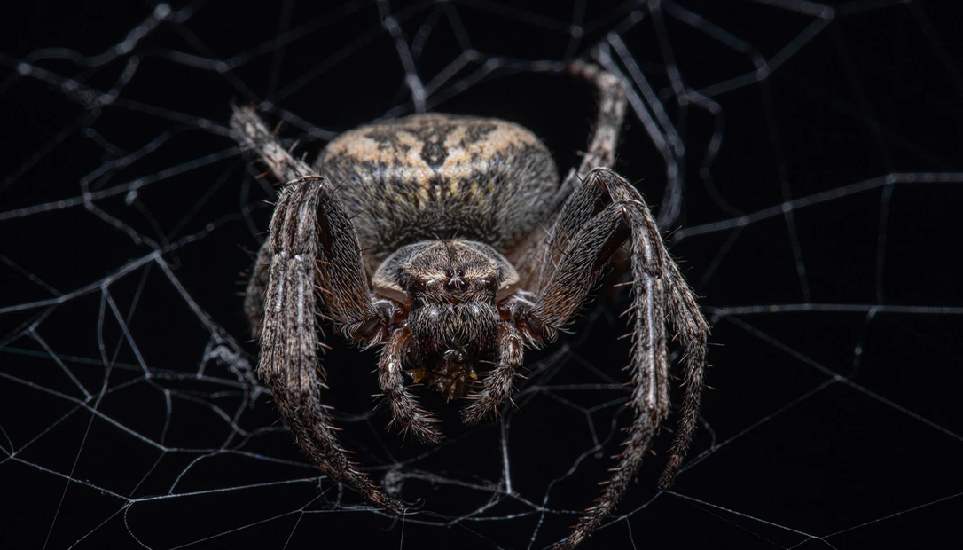 deadly spiders attack on film