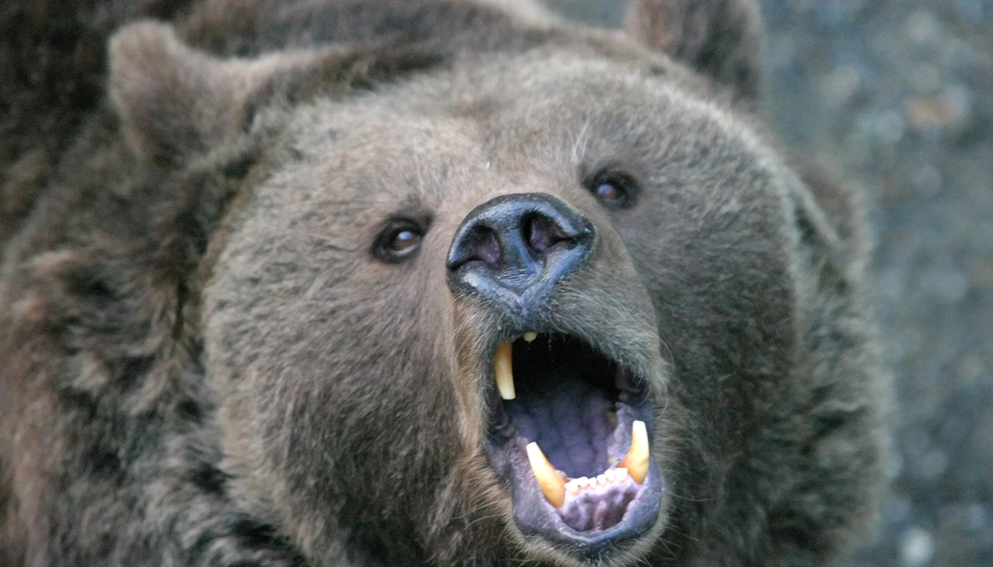 grizzly bear attacks on the big screen