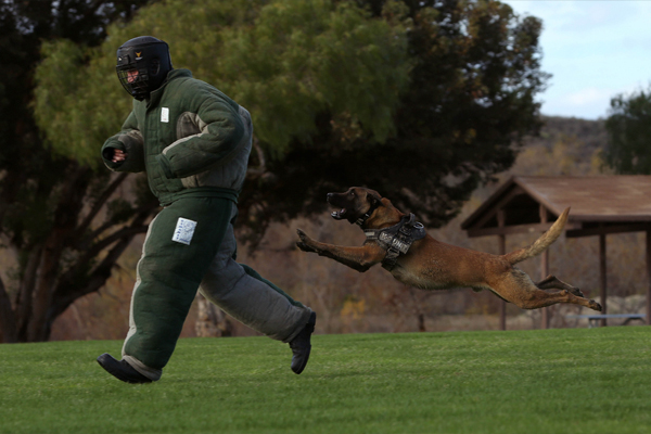 k9 training