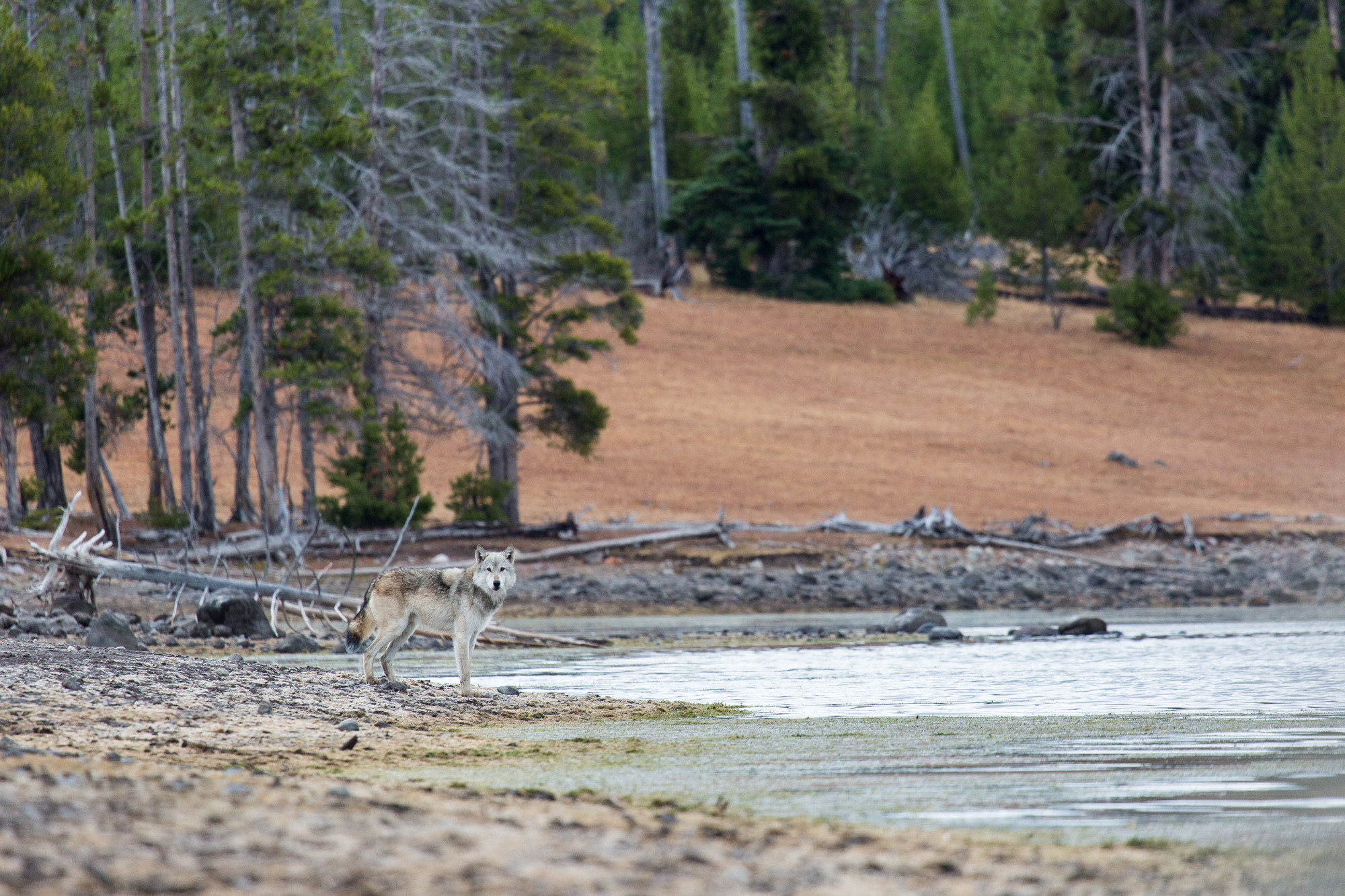 grey wolf